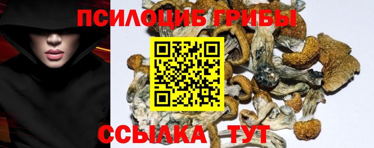 Псилоцибиновые грибы GOLDEN TEACHER  закладка  Вход с VPN  Сафоново  Псилоцибиновые грибы Psilocybine cubensis 